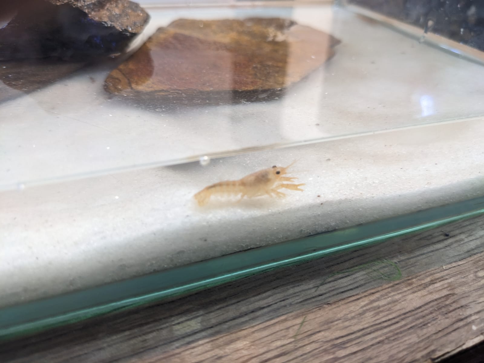 Mexican Dwarf Crayfish