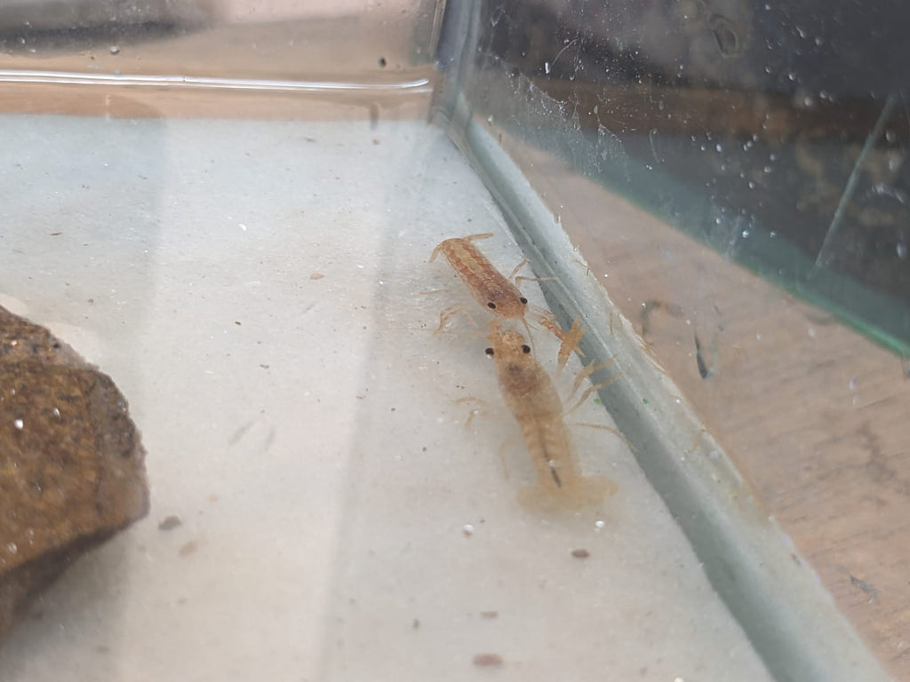 Mexican Dwarf Crayfish