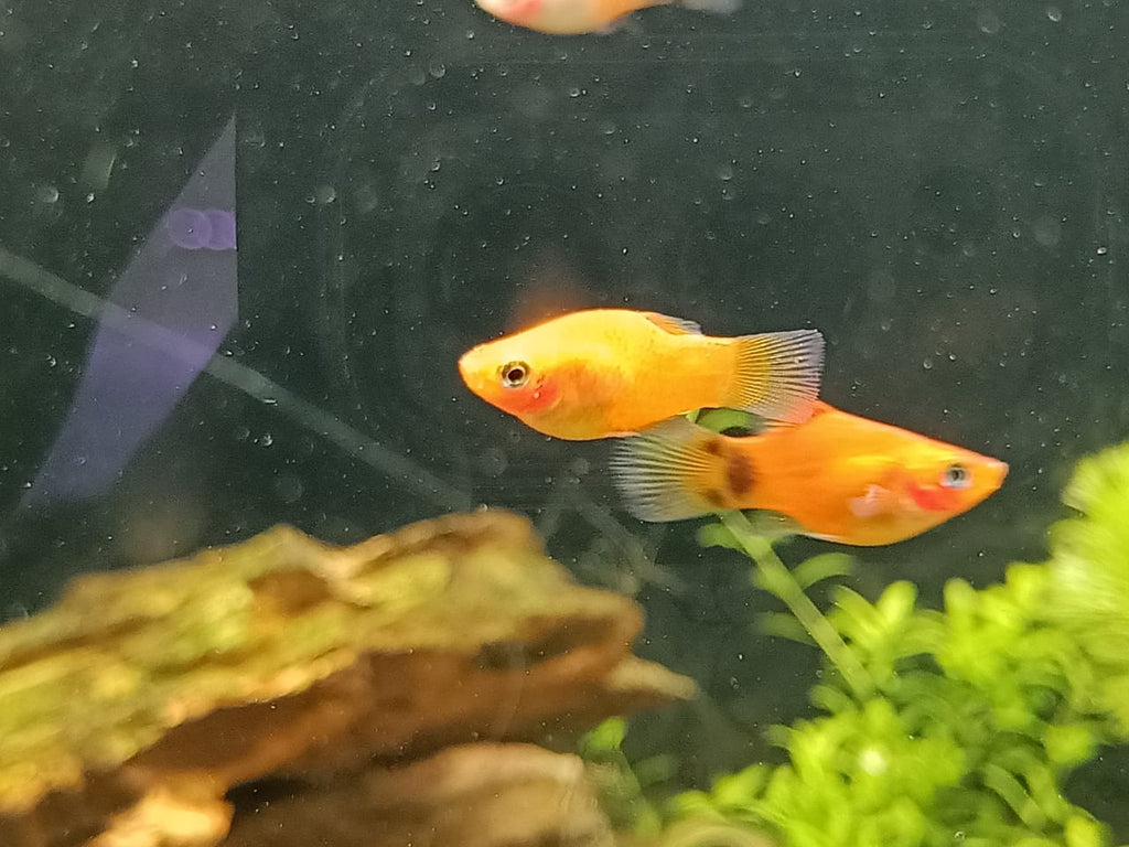 Sunset platy