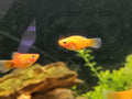 Sunset platy2