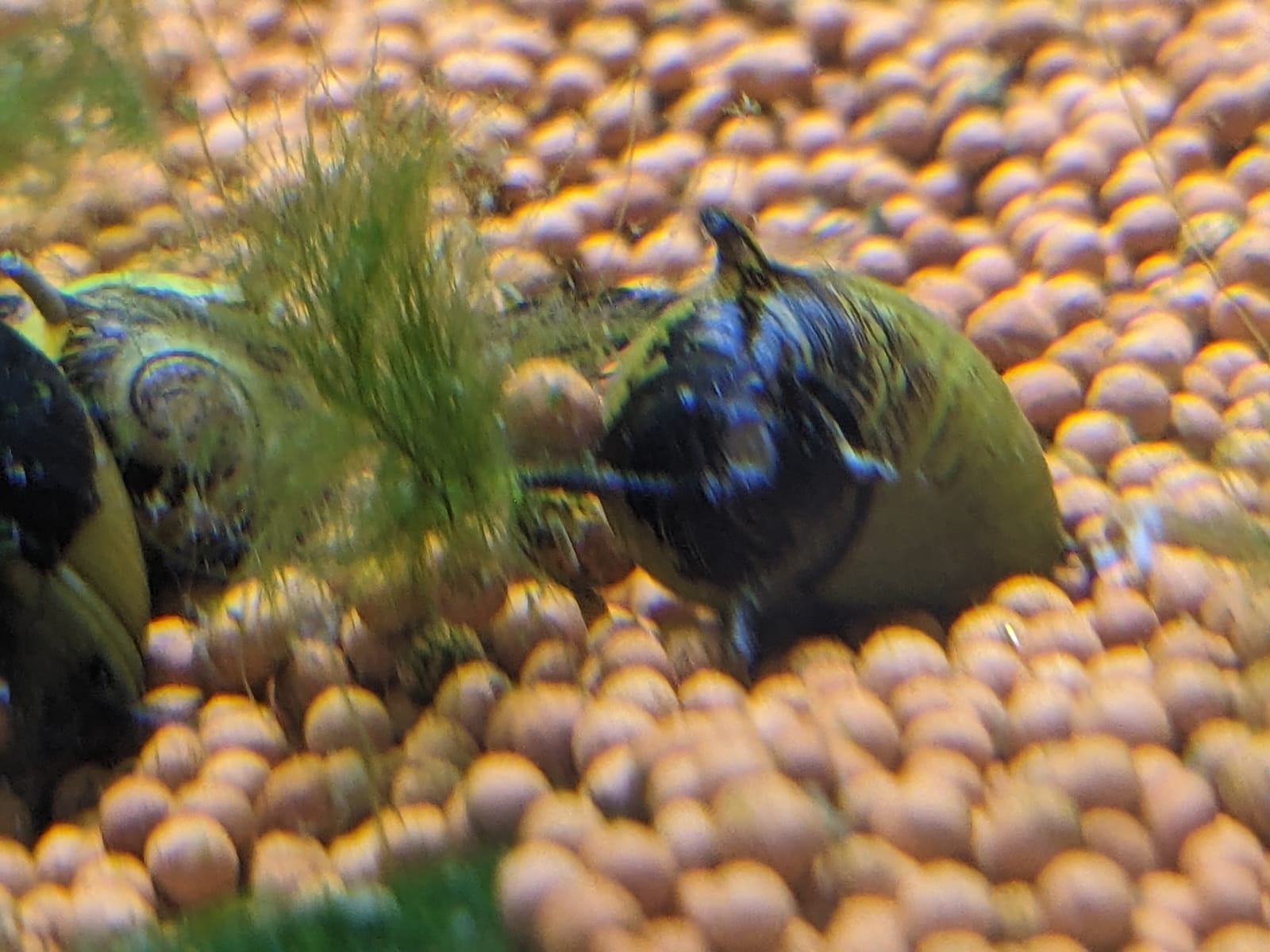 Bumble Bee Horn Nerite Snail