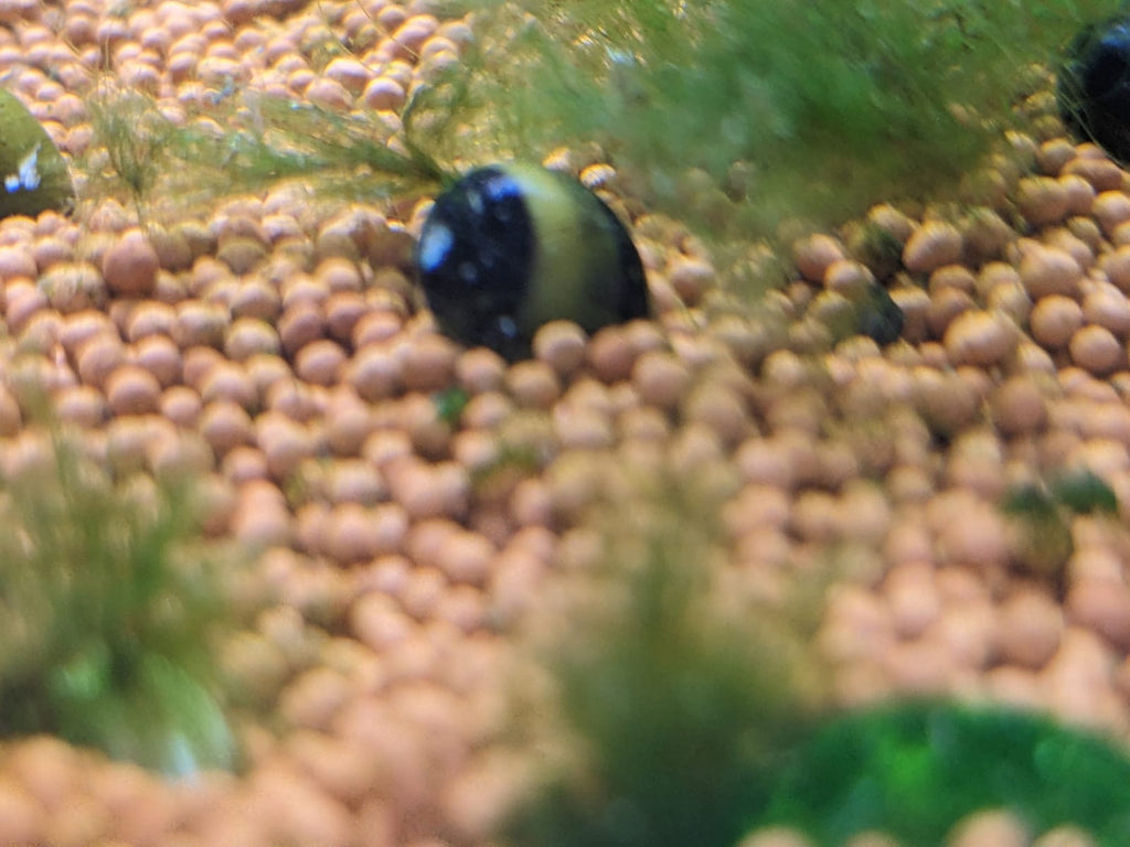 Bumble Bee Horn Nerite Snail