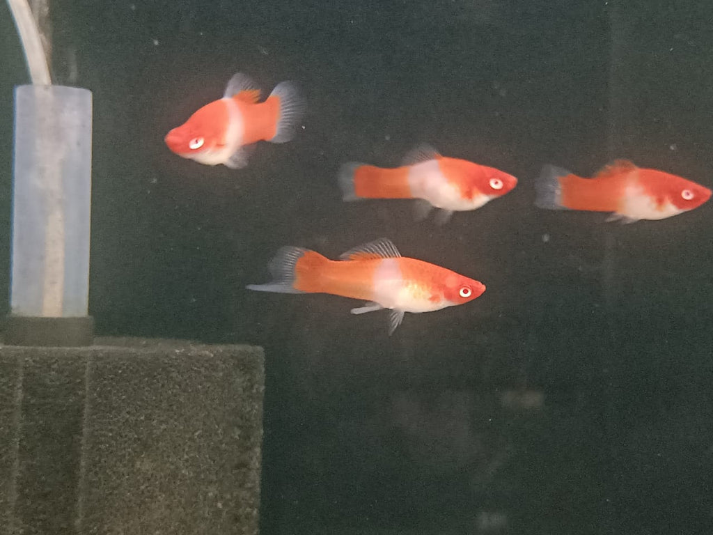 Albino koi sword tail
