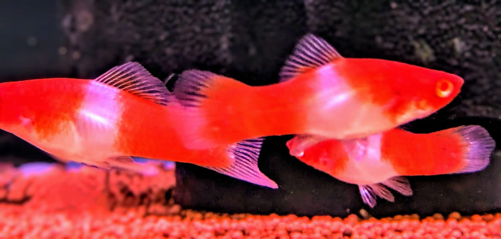 Albino koi swordtail