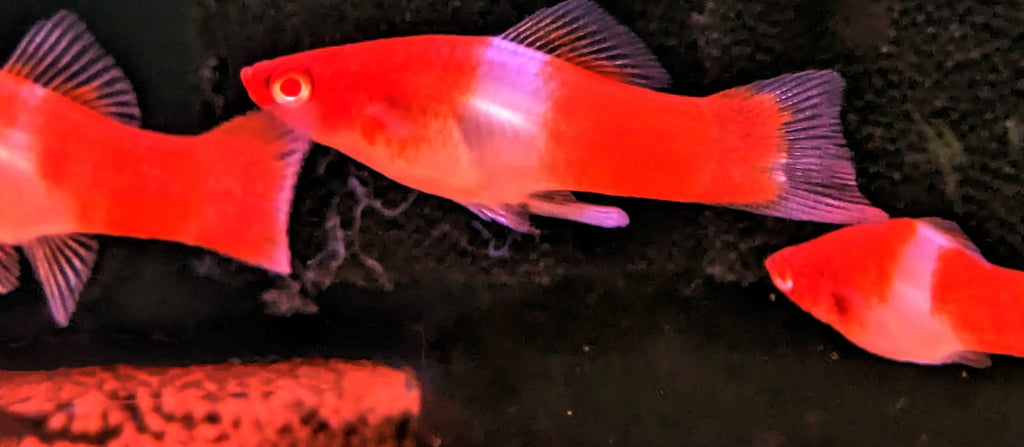 Albino koi swordtail