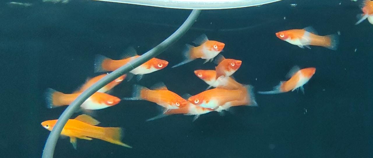 Albino Koi Swordtail3