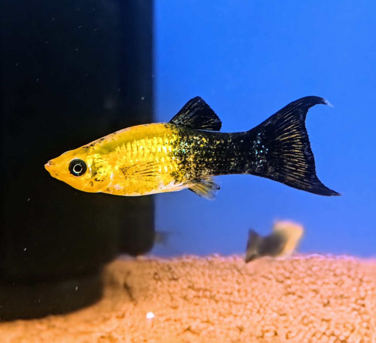 Panda Molly – Splashy Fin Aquarium Bengaluru