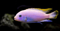 Pseudotropheus Ice Blue
