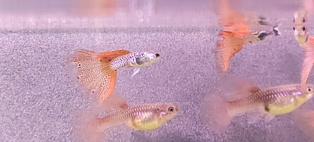 Medusa Guppy