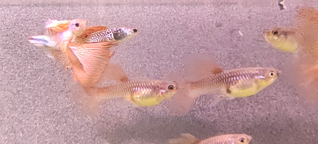 Medusa Guppy