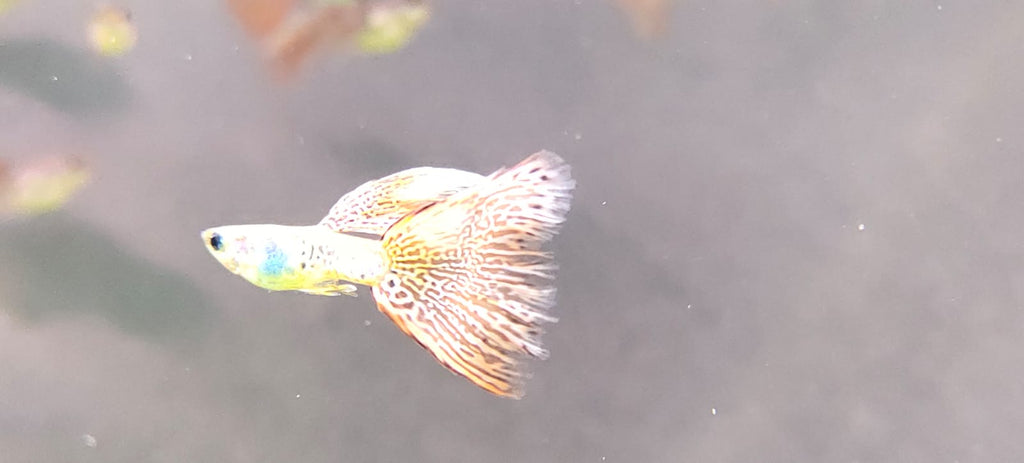 Medusa Guppy