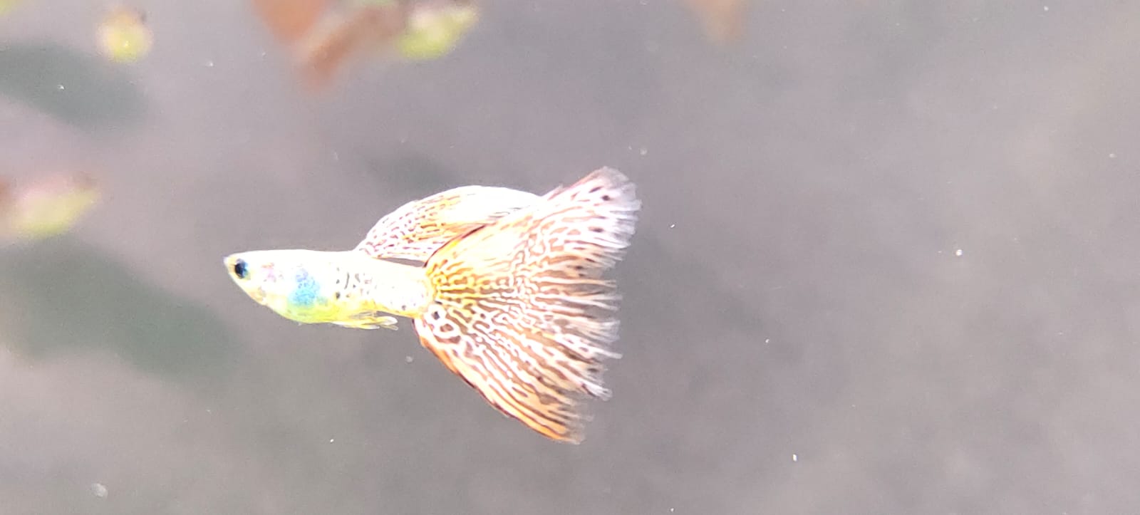 Medusa Guppy