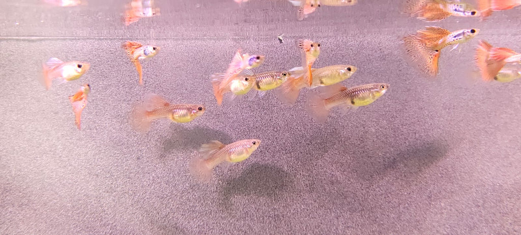 Medusa Guppy