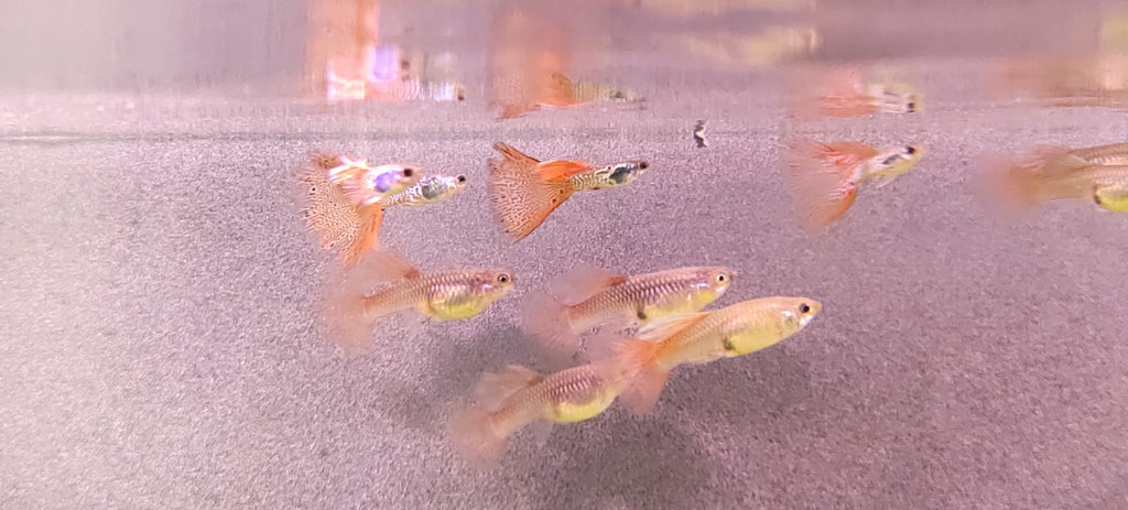 Medusa Guppy