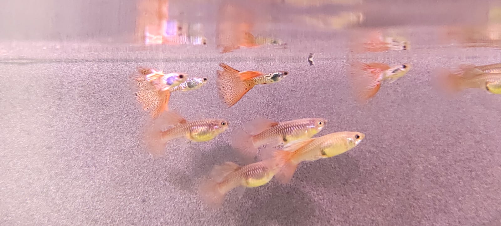 Medusa Guppy