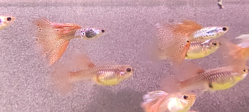 Medusa Guppy