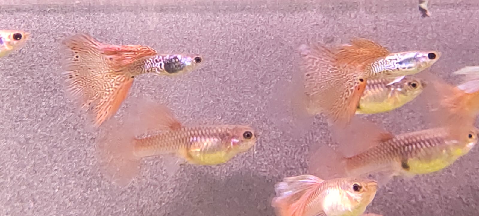 Medusa Guppy