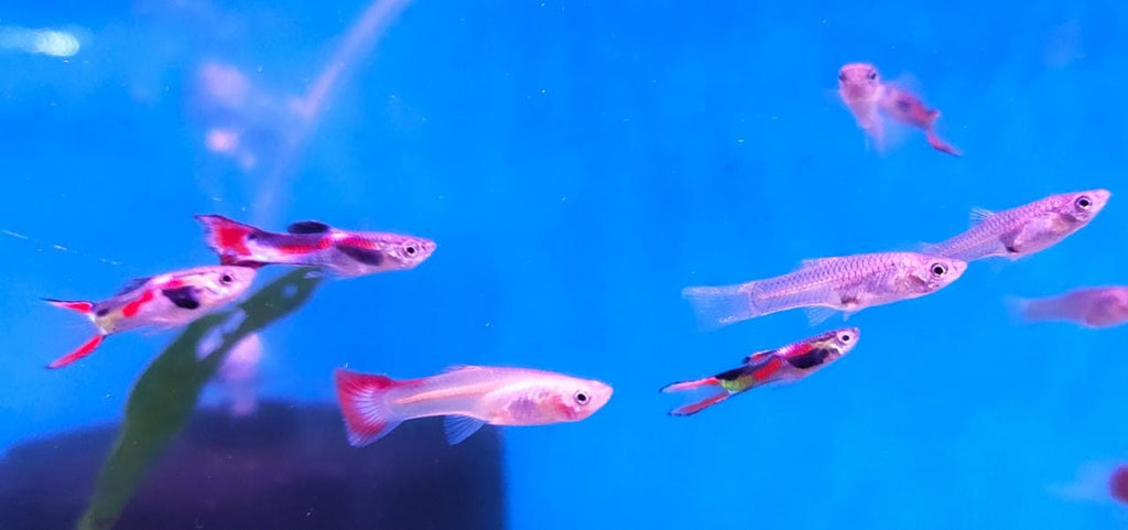 Endler guppy female