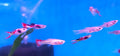 Endler guppy female