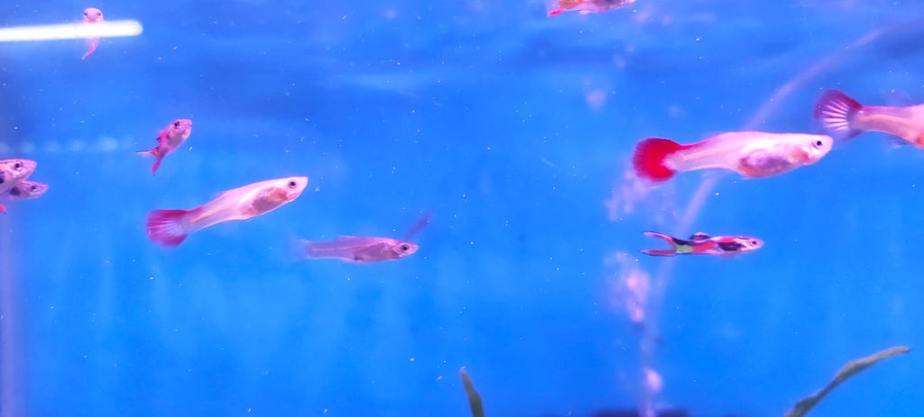 Endler guppy female