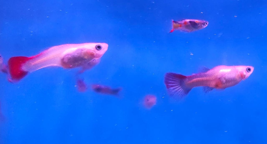Endler guppy female