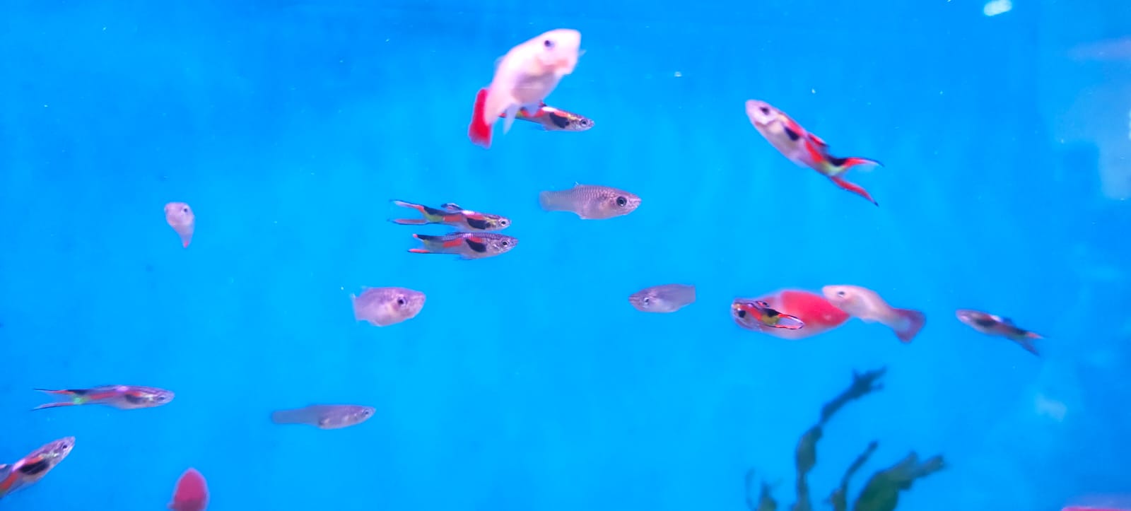 Endler guppy female (5)