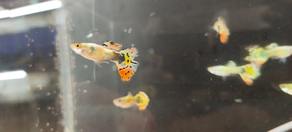 Assorted Guppy Male