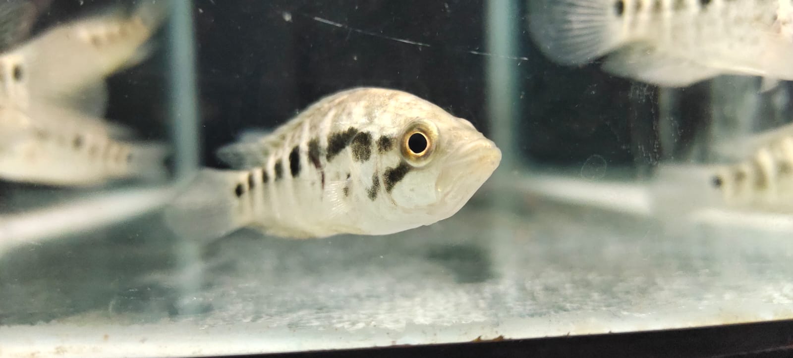 Jaguar cichlid