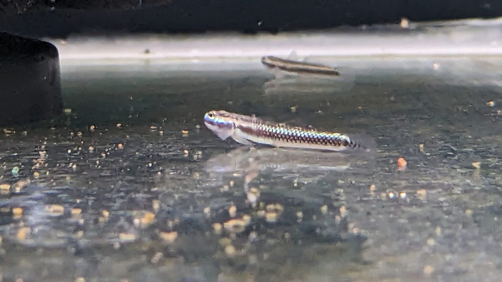 Blue Neon Goby