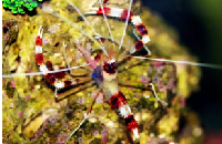 Banded Coral Shrimp/ Boxing shrimp