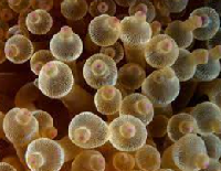 Medium Bubble Tip Anemone