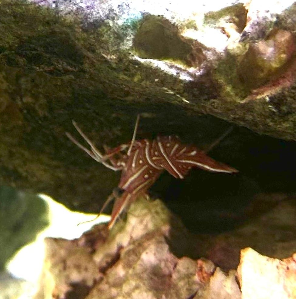 camel shrimp