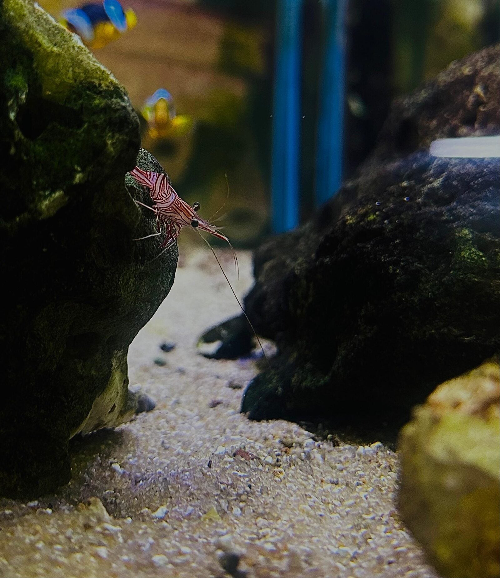 Camel shrimp