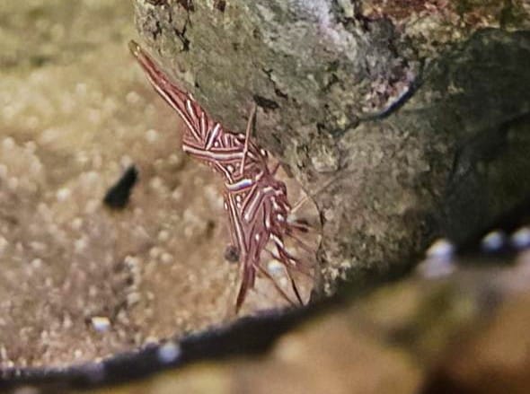 Camel shrimp