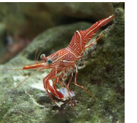 camel shrimp