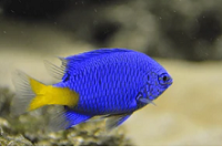 blue damsel