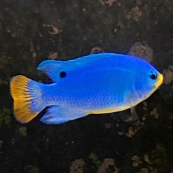 blue_damselmain