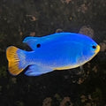 blue_damselmain