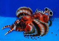 Fu Manchu Lionfish