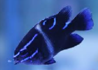blue velvet damsel