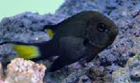 Yellow Scissortail Damsel