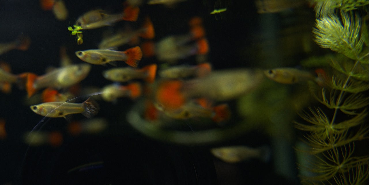 Assorted Female Guppies (1)