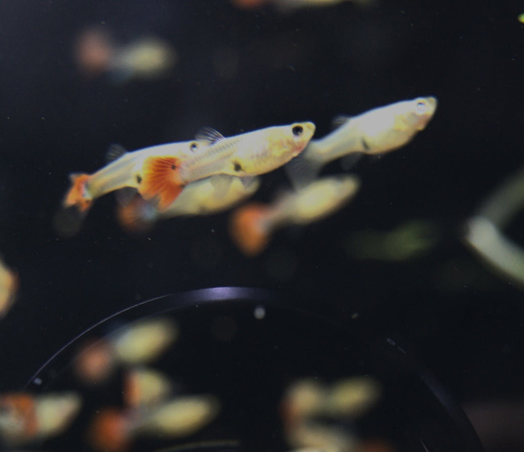 Assorted Female Guppies (2)
