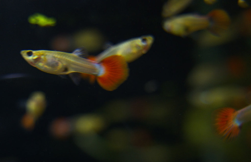 Assorted Female Guppies (3)