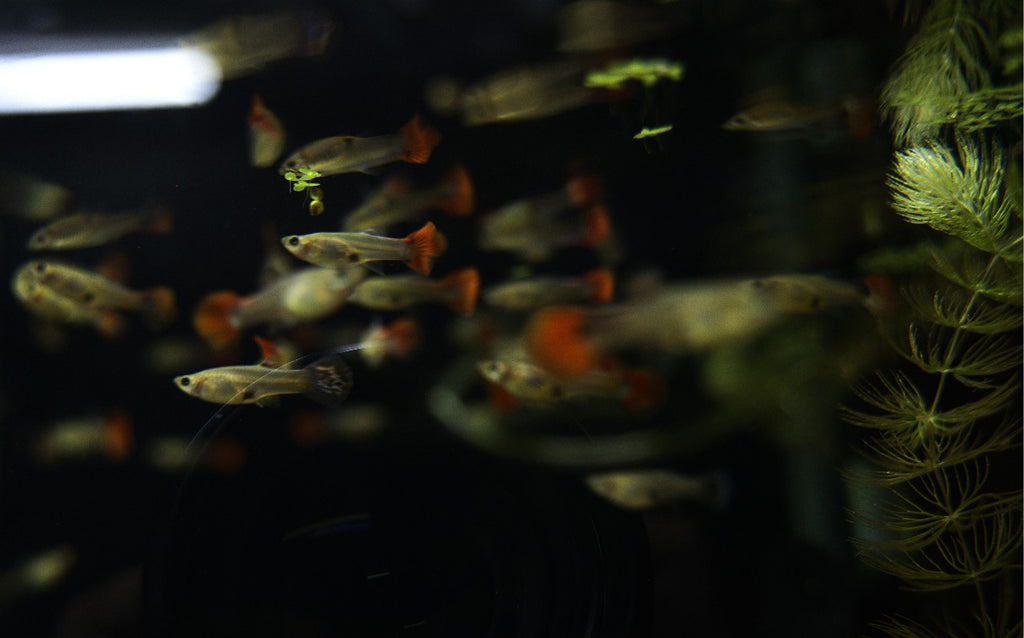 Assorted Female Guppies (4)