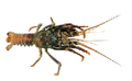 Blue Spiny Lobster