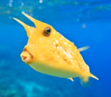 cowfish