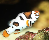 Picasso designer clownfish