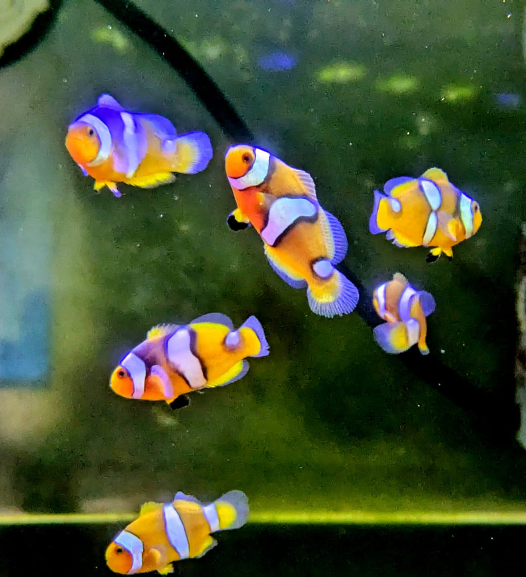 percula clown