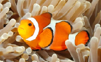 Percula clownfish